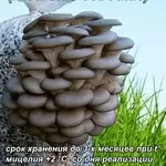 Мицелий вешенки,  шампиньона Недорого! Міцелій гливи,  печериці