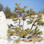 Щенки самоеда от пары МультиЧемпионов 