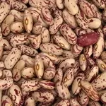 Сортова квасоля — великий вибір сортів,  висока якість продукції