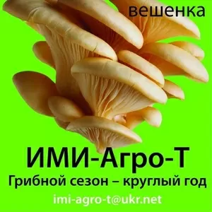 мицелий грибной