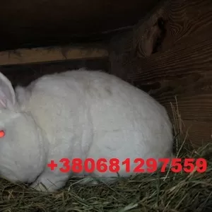 Продам кроликов породы Новозеландский белый