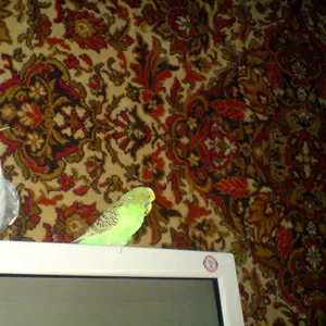Продам попугая - полу-чех,  зеленый,  молодой,  на развод,  говорит