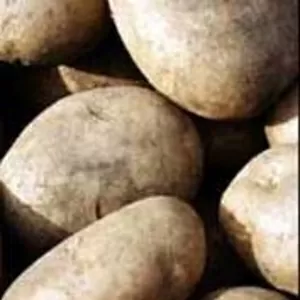 Продам картофель оптом продовольственный