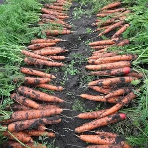 Морковь с домашнего огорода