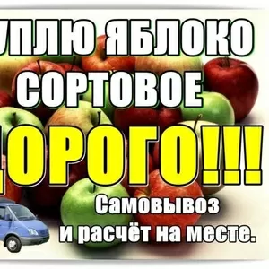 Куплю яблоко сортовое,  дорого.