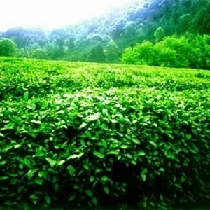 Продажа чая с китайской провинции Анхой