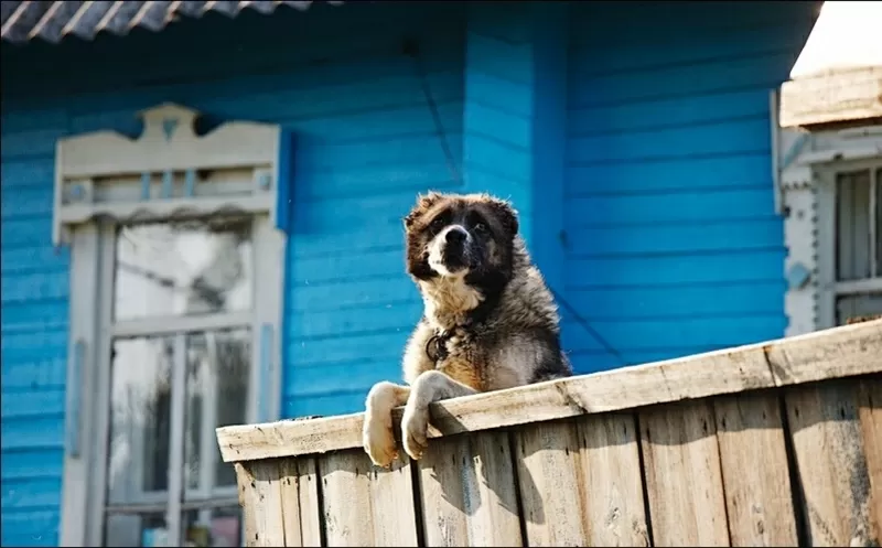 Продам земельный участок Черниговская обл. Козелецкий р-н. с.Полесское