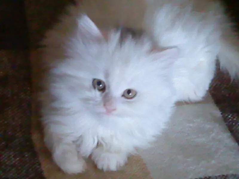 Красивый персидско-ангорский котёнок!