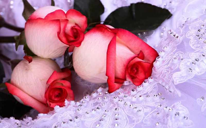 Цветы срезанные оптом от BuyFlowers.com.ua 3
