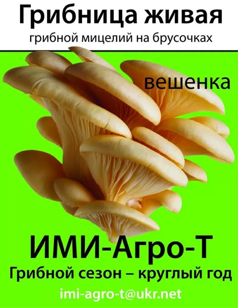 мицелий грибной