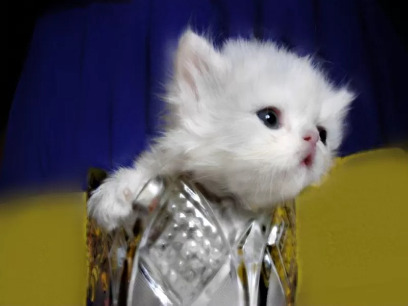 Белый перс.котёнок - нарядный как невеста. 2