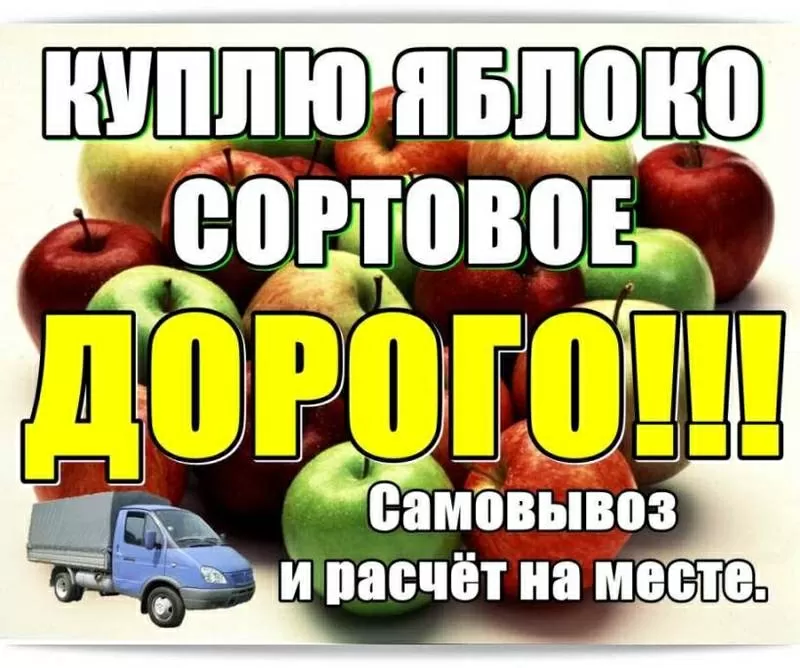 Куплю яблоко сортовое,  дорого.