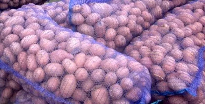 Продам картошку  Рокко ( Товарная и семенная)