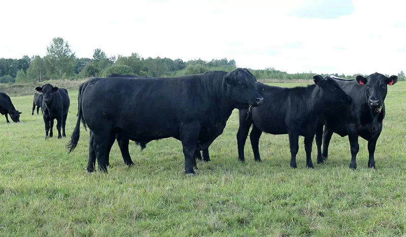 Живой скот,  быки,  коровы 3