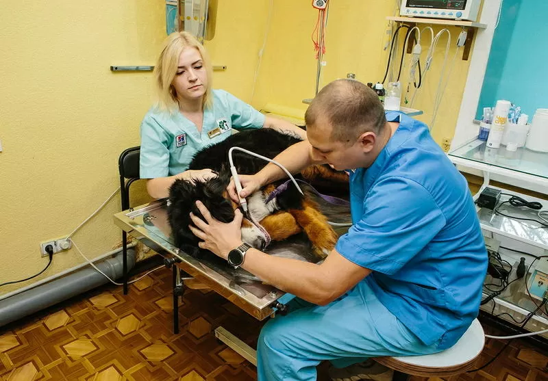 Ветеринарные услуги Чернигов 5
