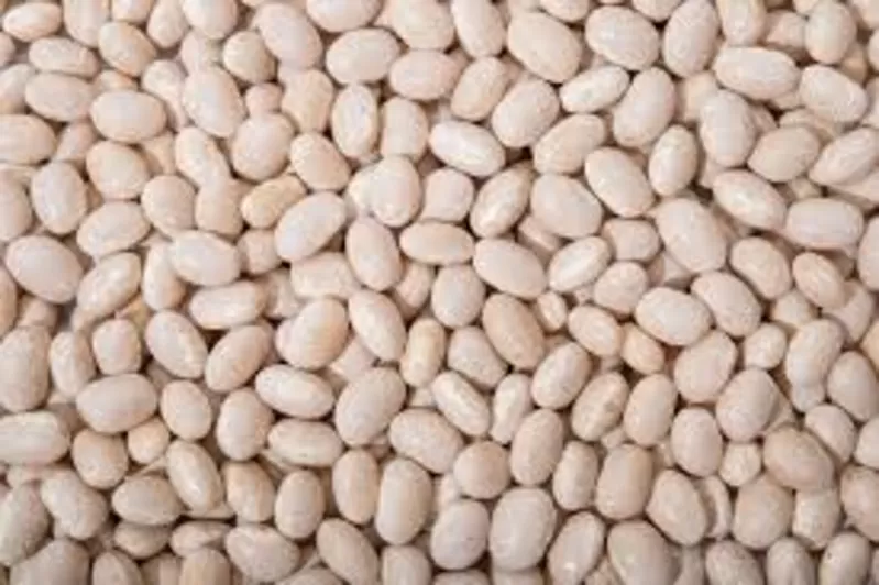 Продати квасолю. Куплю квасолю. Приймаємо квасолю на перероб